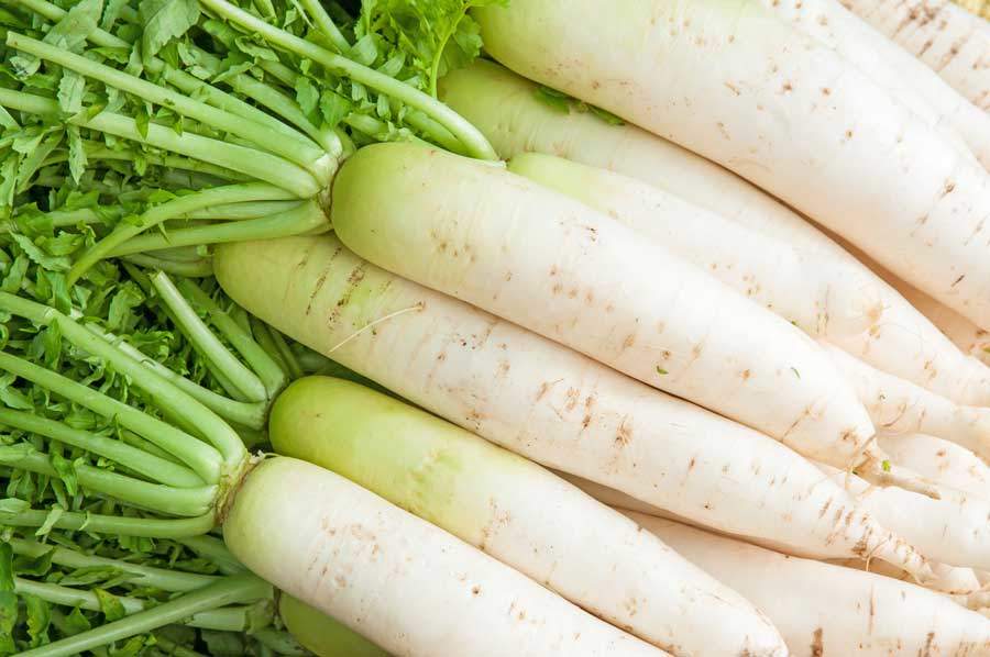 Is white radish good for fatty liver