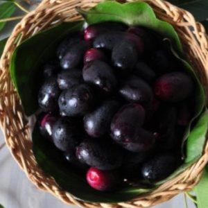 Jamun: The Fruit of the Gods