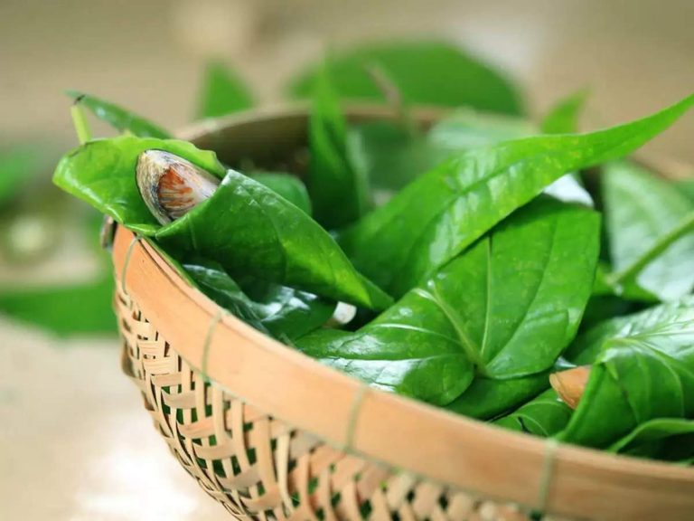 consuming-betel-leaf-during-pregnancy-is-it-safe-women-fitness-org