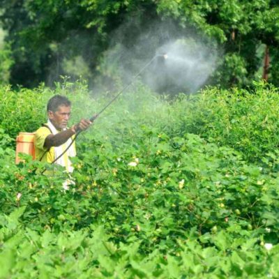 Overuse of pesticides on crops posing health hazard. Supreme Court seeks response
