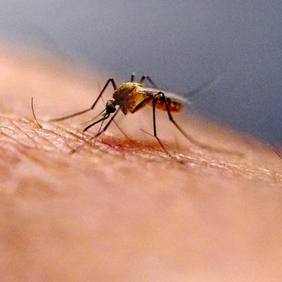Two Zika patients in Pune report chikungunya and dengue co-infection